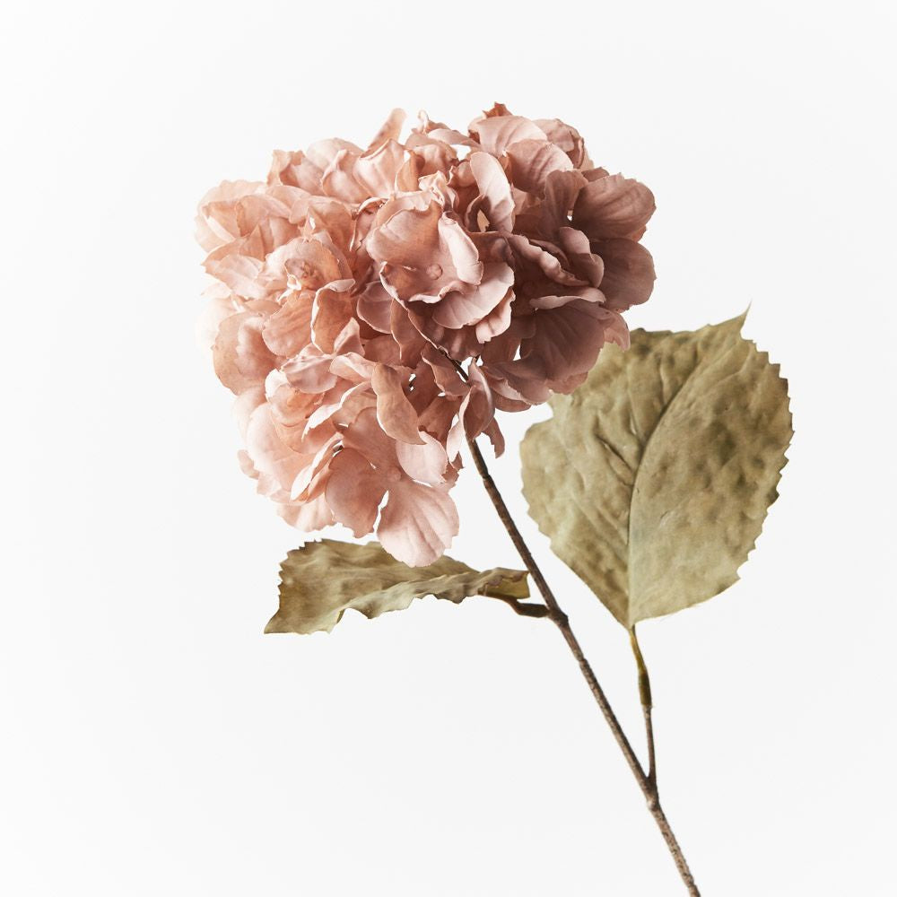 Hydrangea Celeste Dusty Pink