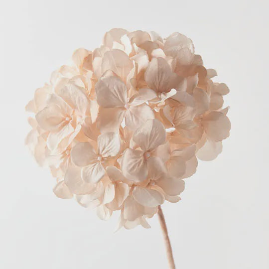Hydrangea Champagne