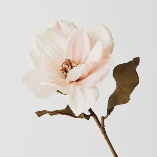 Magnolia - Cream