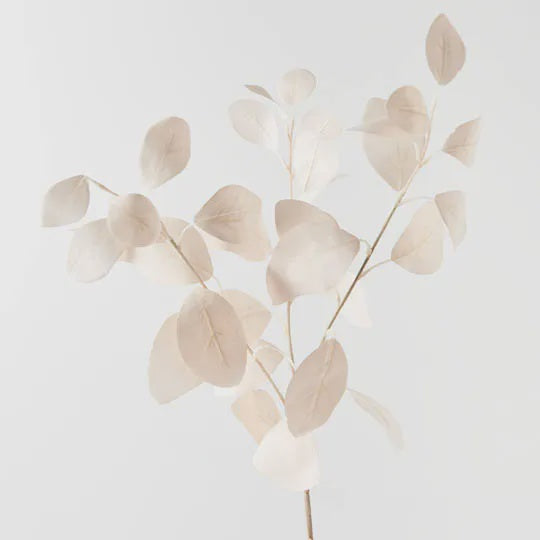 Eucalyptus Silver Dollar - Ivory