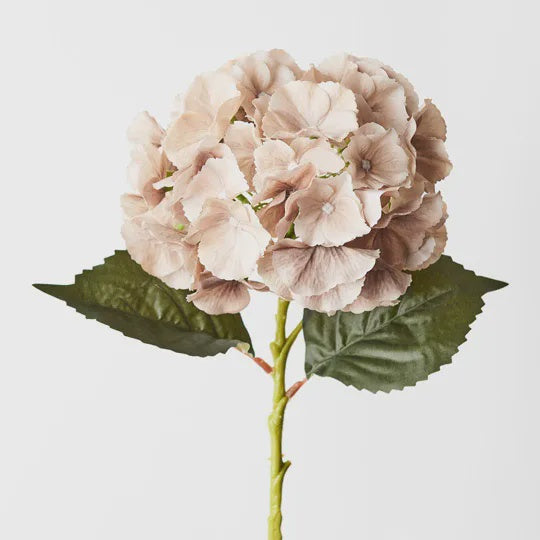 Hydrangea - Coffee