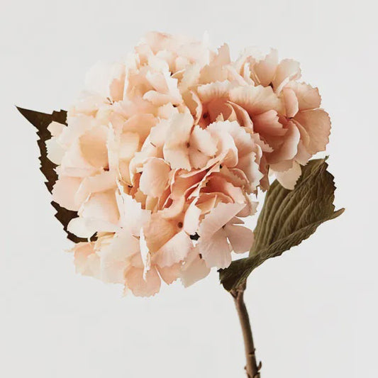 Hydrangea - Peach