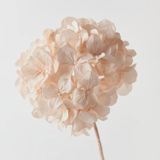 Hydrangea Champagne