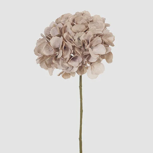 Hydrangea Antique Pink