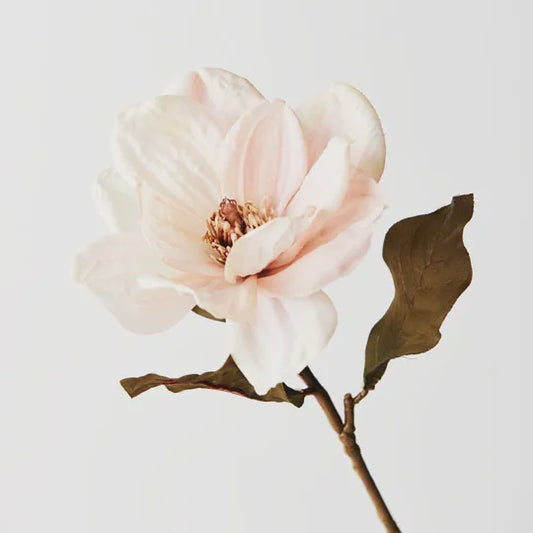 Magnolia - Cream