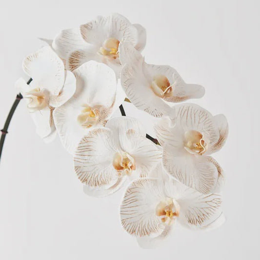 Orchid Phalaenopsis Infused