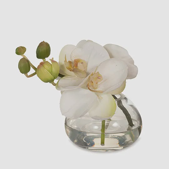 Orchid Phalaenopsis in Vase