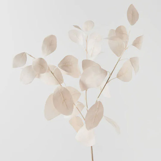 Eucalyptus Silver Dollar - Ivory