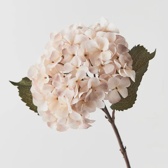 Hydrangea - Cream Mauve